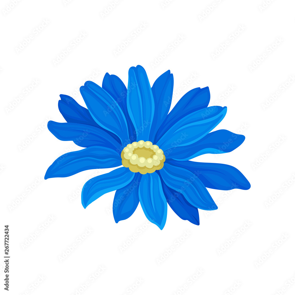 Lush Daisy with blue leaves. Vector illustration on white background. Lush Daisy with blue leaves. Vector illustration on white background.