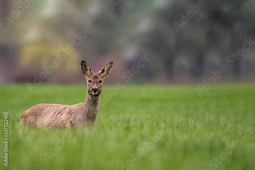 Fototapeta Naklejka Na Ścianę i Meble -  roe deer at field in the wild nature