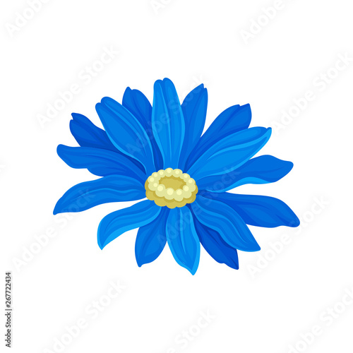 Lush Daisy with blue leaves. Vector illustration on white background. © Happypictures