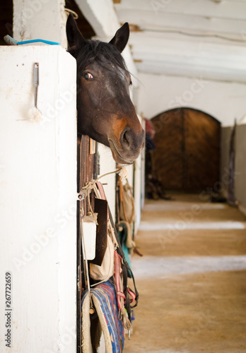 portrait of mare horse in the stable
