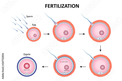 Process of human fertilization vector ESP10