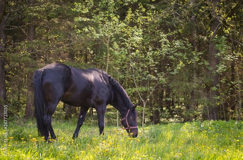 black horse in pasture