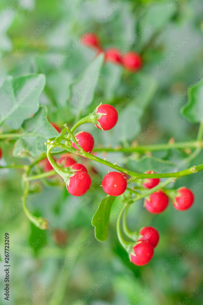 Red ripe fruits of Solanum Trilobatum Linn on tree in the organic herb garden Red ripe fruits of Solanum Trilobatum Linn on tree in the organic herb garden
