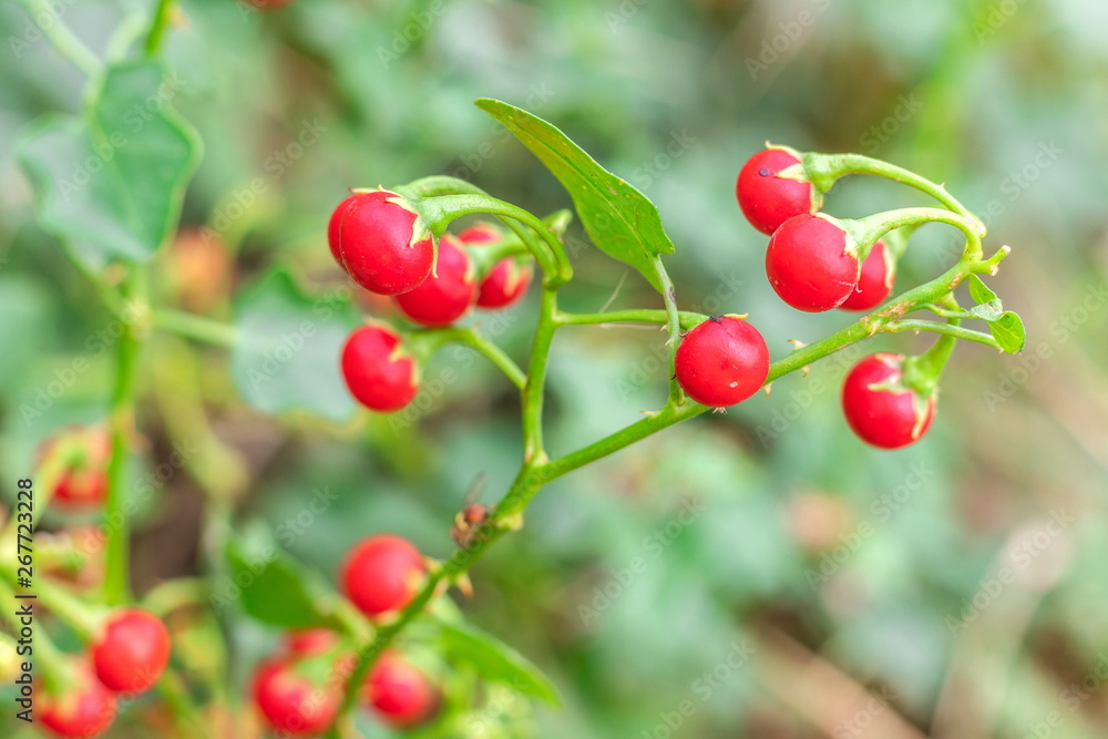 Red ripe fruits of Solanum Trilobatum Linn on tree in the organic herb garden Red ripe fruits of Solanum Trilobatum Linn on tree in the organic herb garden