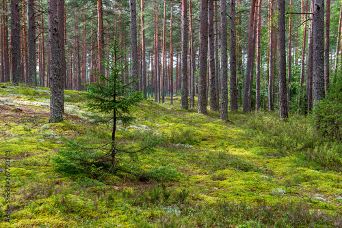 tree trunk wall in pine tree forest with green moss covered forest bed