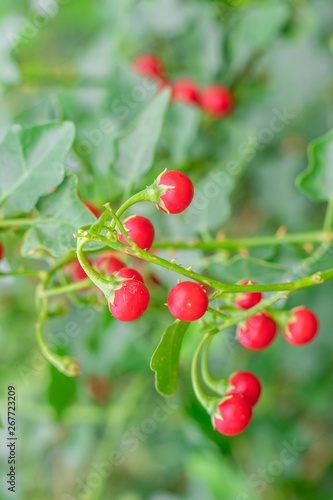 Red ripe fruits of Solanum Trilobatum Linn on tree in the organic herb garden