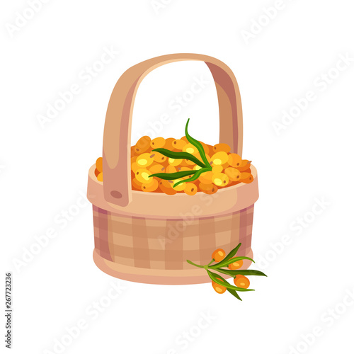 Checkered basket with handle full of sea buckthorn berries. Vector illustration on white background.