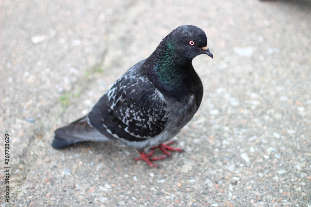 pigeon standing on the pavement and looking at the camera photographer pigeon standing on the pavement and looking at the camera photographer