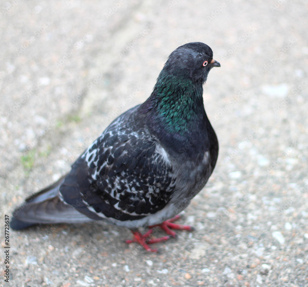 pigeon standing on the pavement and looking at the camera photographer pigeon standing on the pavement and looking at the camera photographer