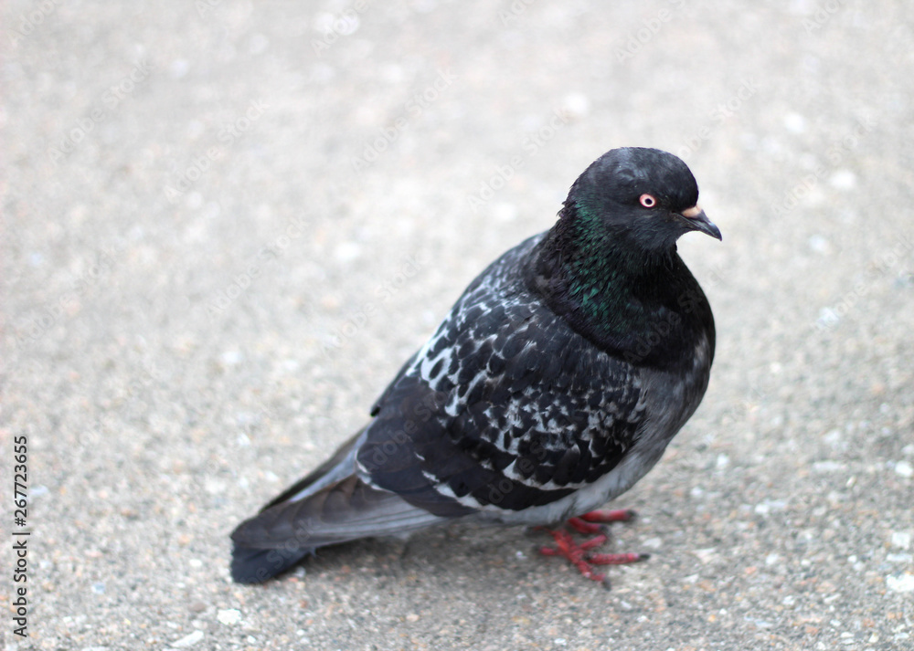 pigeon standing on the pavement and looking at the camera photographer pigeon standing on the pavement and looking at the camera photographer