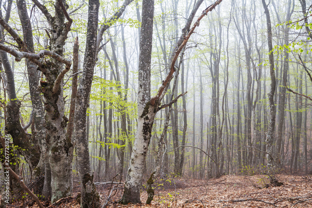 Obraz premium Fog in the forest