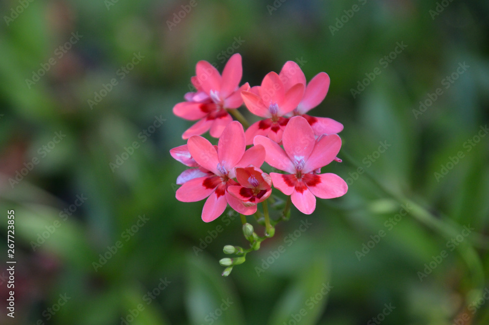 下側の花びらにある模様が特徴的なヒメオオギアヤメの花 Stock Photo Adobe Stock