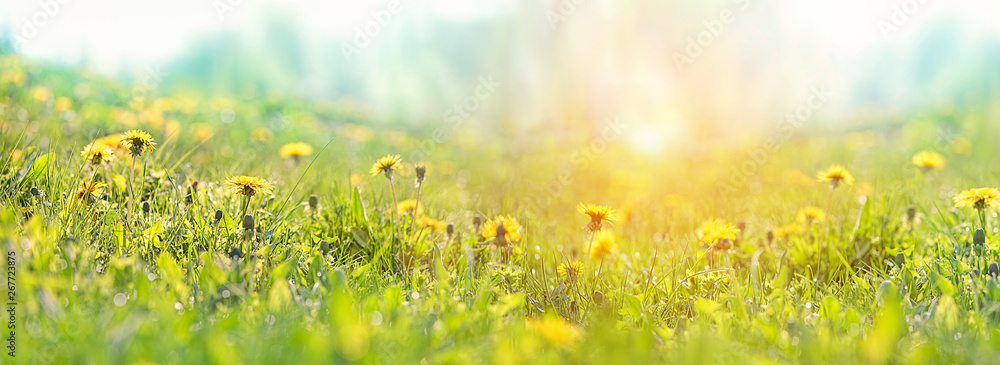 Fototapeta Soczysta zielona trawa i mlecze w słonecznym świetle w letniej łące na zewnątrz. Piękny artystyczny obraz czystości, świeżości natury. miejsce kopiowania. transparent