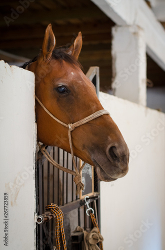 mare horse in the stable © vprotastchik