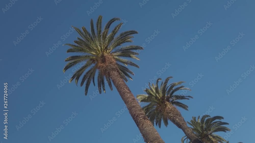 Three date palms perspective in front of the blue sky in Morocco Three date palms perspective in front of the blue sky in Morocco