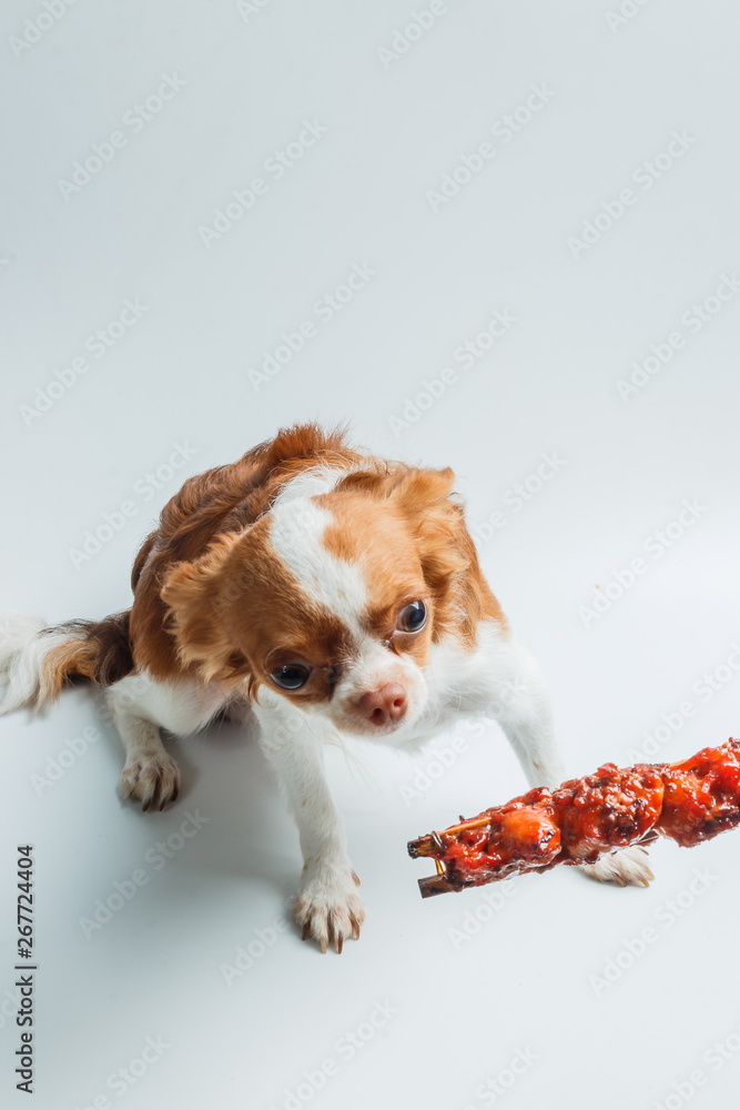 Feed the dog,Puppy dog chihuahua eat food from hand,Chihuahua with grilled chicken,feeding pet concept. Feed the dog,Puppy dog chihuahua eat food from hand,Chihuahua with grilled chicken,feeding pet concept.
