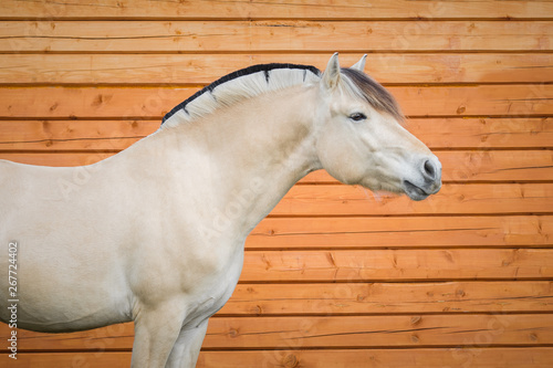 Bild auf Leinwand Portrait of Norwegian fjord horse close up. Profile side view.