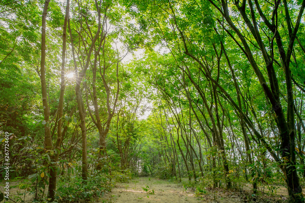 Summer Sunny Forest Trees And Green Grass. Nature Wood Sunlight Background. Summer Sunny Forest Trees And Green Grass. Nature Wood Sunlight Background.