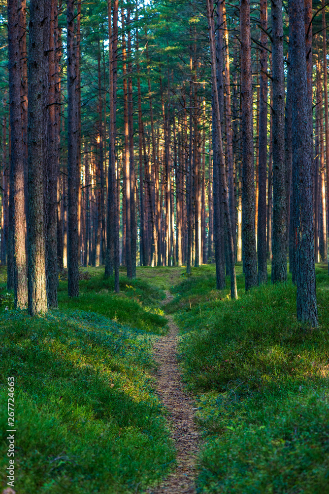 Obraz premium tree trunk wall in pine tree forest with green moss covered forest bed