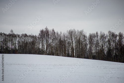 fields and forests covered in snow in winter frost