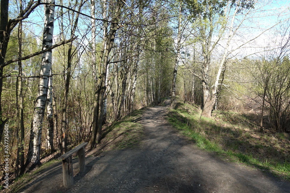 forest, tree, nature, trees,