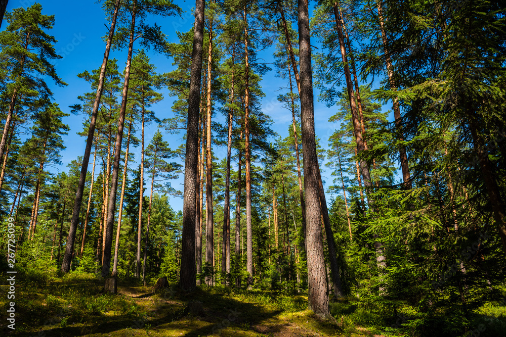 Obraz premium tree trunk wall in pine tree forest with green moss covered forest bed