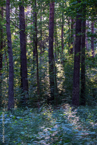 tree trunk wall in pine tree forest with green moss covered forest bed