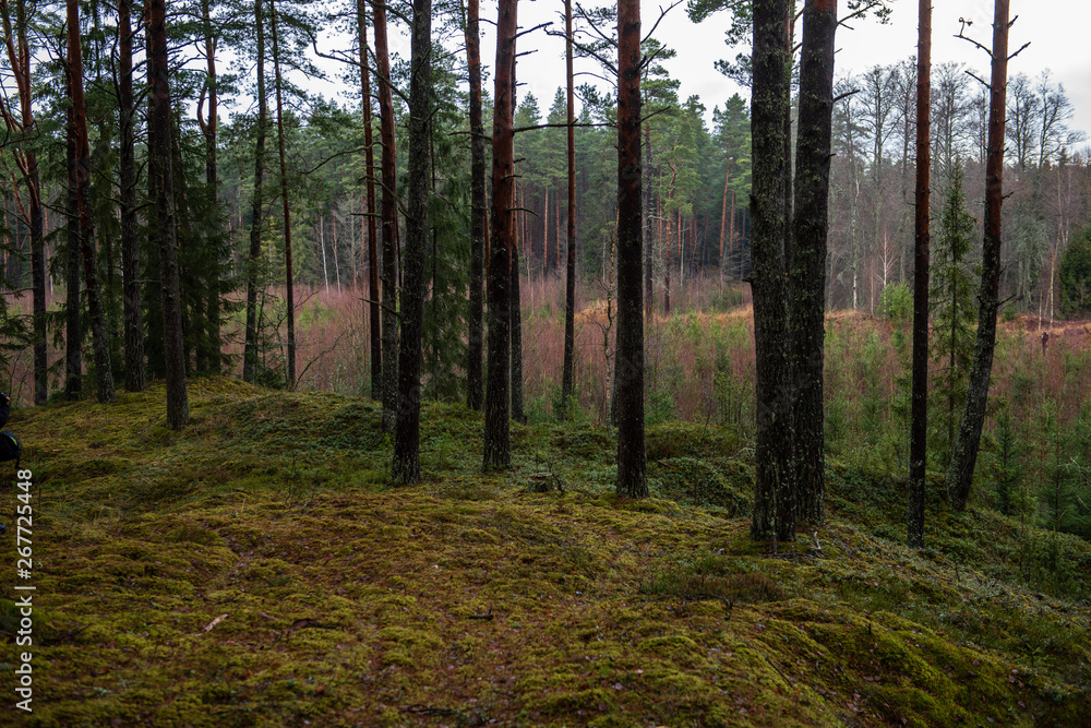tree trunk wall in pine tree forest with green moss covered forest bed tree trunk wall in pine tree forest with green moss covered forest bed