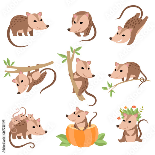 Fototapeta Naklejka Na Ścianę i Meble -  Cute Opossums Animals in Various Poses Set, Adorable Wild Animals Cartoon Characters Vector Illustration