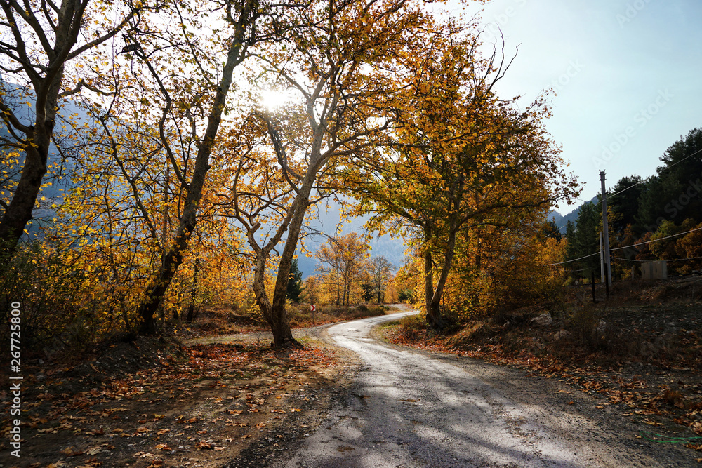 Landscape image of dirt country road with colorful autumn leaves and trees in forest of Mersin, Turkey Landscape image of dirt country road with colorful autumn leaves and trees in forest of Mersin, Turkey