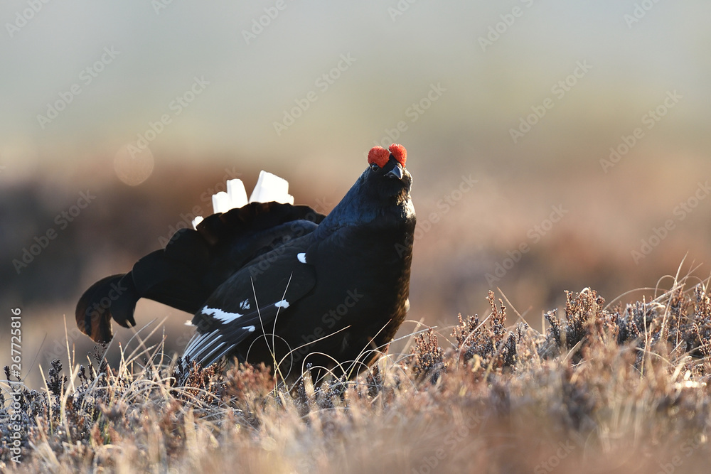 Black grouse closeup. Black grouse at lek. Black grouse closeup. Black grouse at lek.