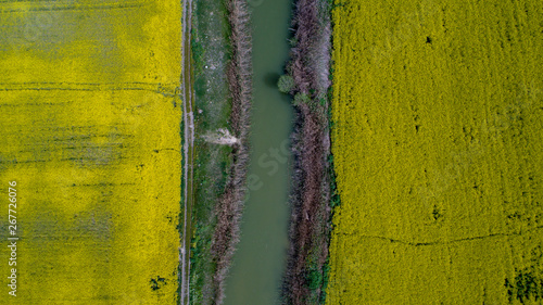 Art abstract spring background or summer background with Canola Field.