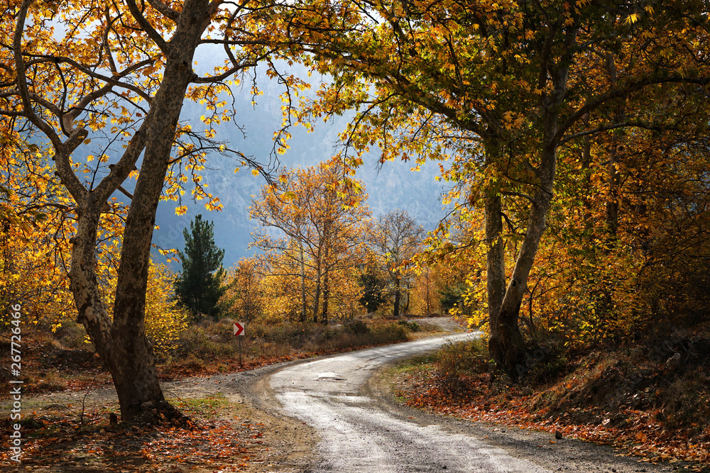 Landscape image of dirt country road with colorful autumn leaves and trees in forest of Mersin, Turkey Landscape image of dirt country road with colorful autumn leaves and trees in forest of Mersin, Turkey