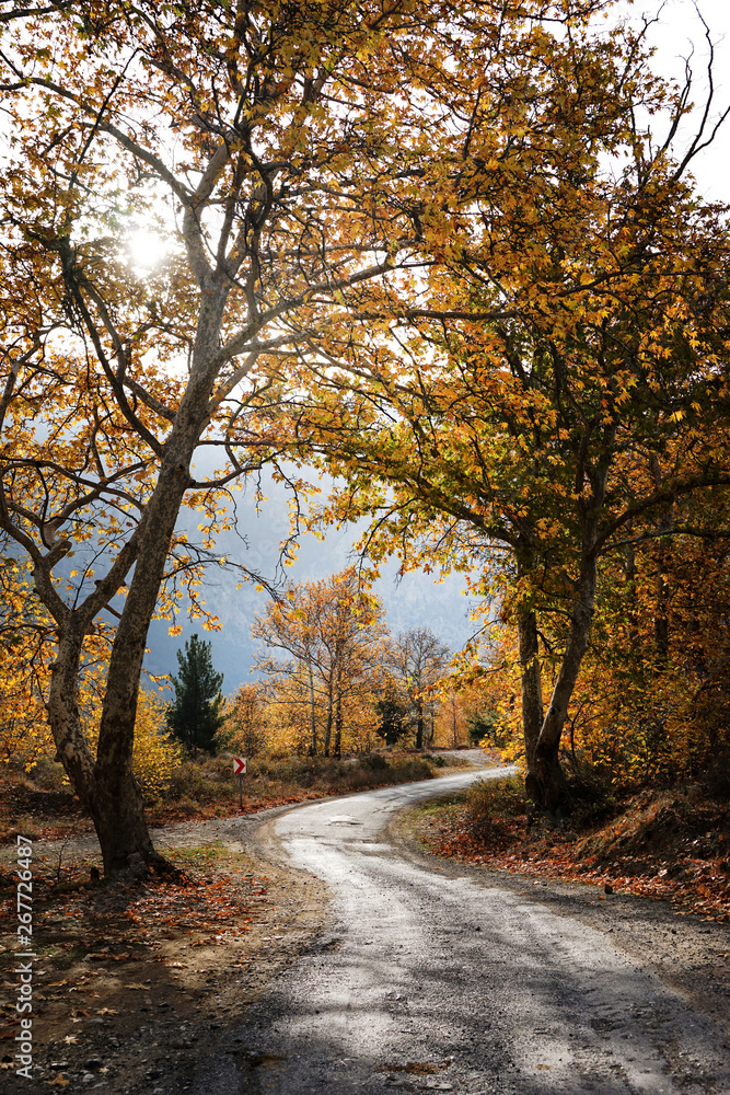 Landscape image of dirt country road with colorful autumn leaves and trees in forest of Mersin, Turkey