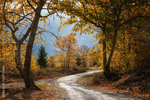 Landscape image of dirt country road with colorful autumn leaves and trees in forest of Mersin, Turkey © jokerpro