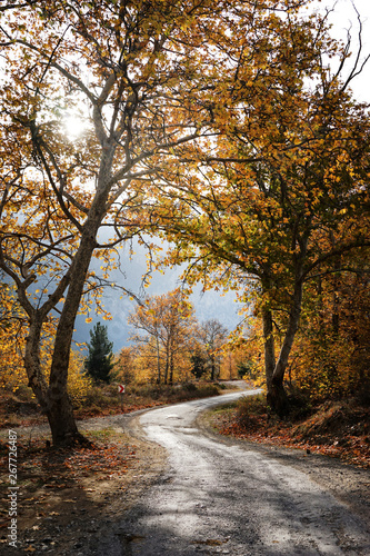 Landscape image of dirt country road with colorful autumn leaves and trees in forest of Mersin, Turkey