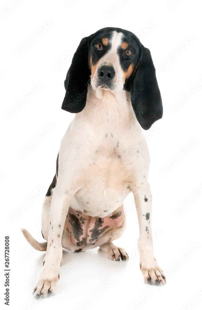 bernese Schweizer Laufhund bernese Schweizer Laufhund