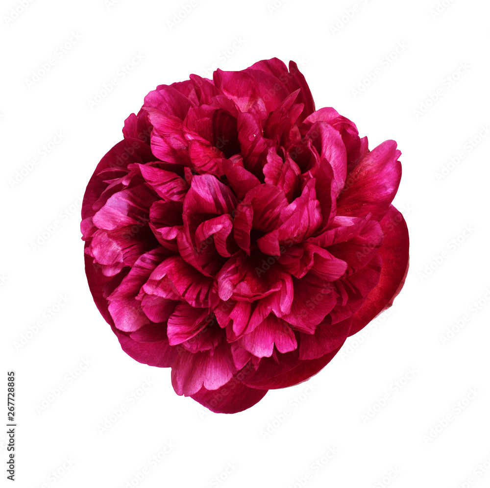 Top view of red peony flower Top view of red peony flower