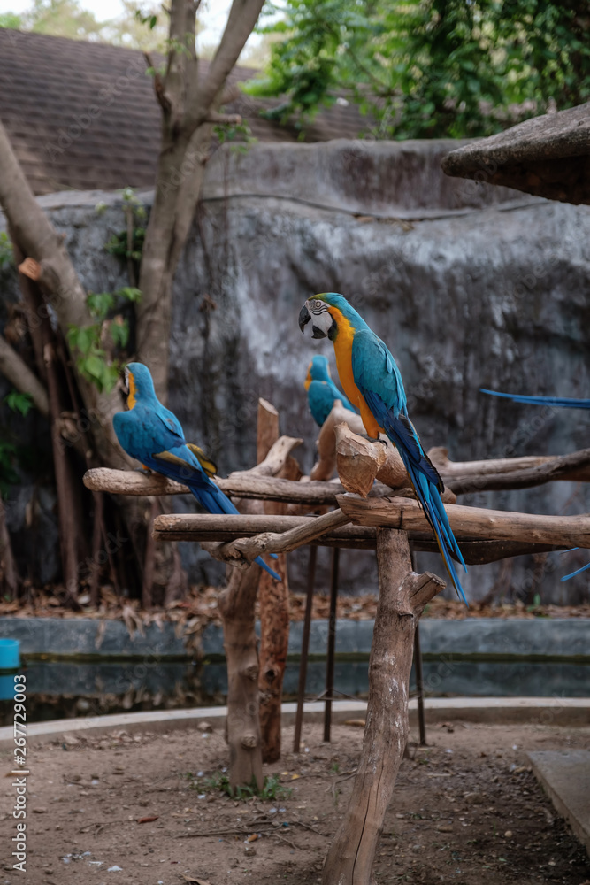 Obraz premium Blue and Yellow Macaw are Standing on a stick.