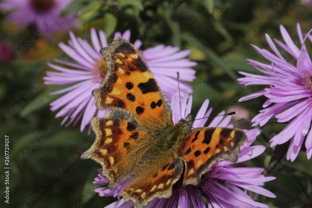 Obraz premium butterfly on a flower