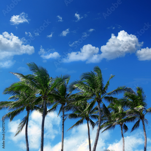 Group of close up tall coconut palm trees over sunny blue sky in Deerfield beach, Florida, USA