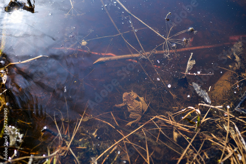 Toad warm spring sunny day on a forest lake.