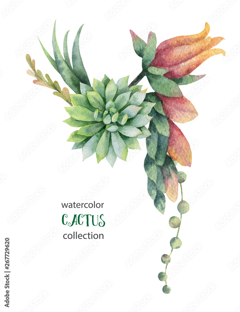 Watercolor vector bouquet of cacti and succulent plants isolated on ...