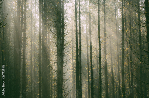 Lucid forest dream © Susanne