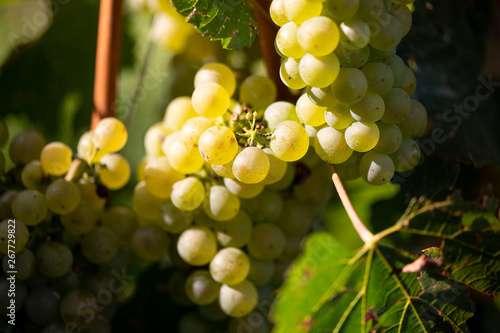 White grapes hanging from the branch