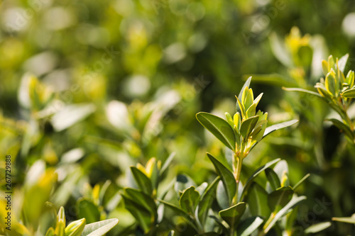 hedge buxus new spring shoots close up view