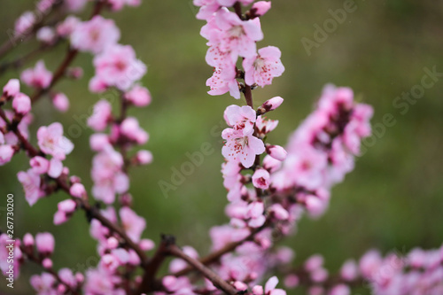Pink peach flowers begin blooming in the garden. Beautiful flowering branch of peach on blurred garden background. Close-up, spring theme of nature. Selective focus