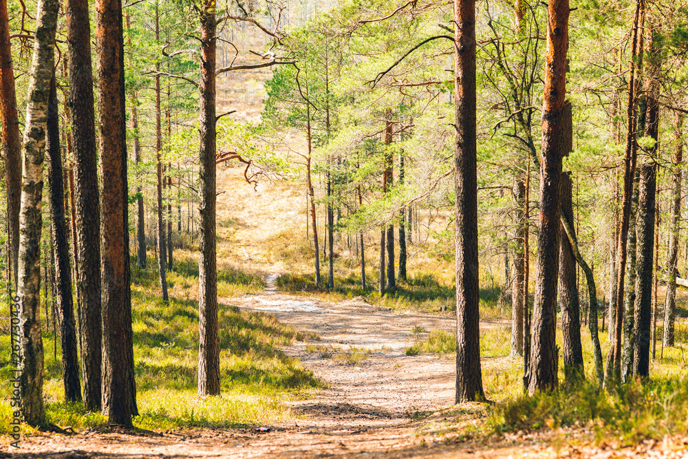 Latvian wood, forest tourist track Latvian wood, forest tourist track