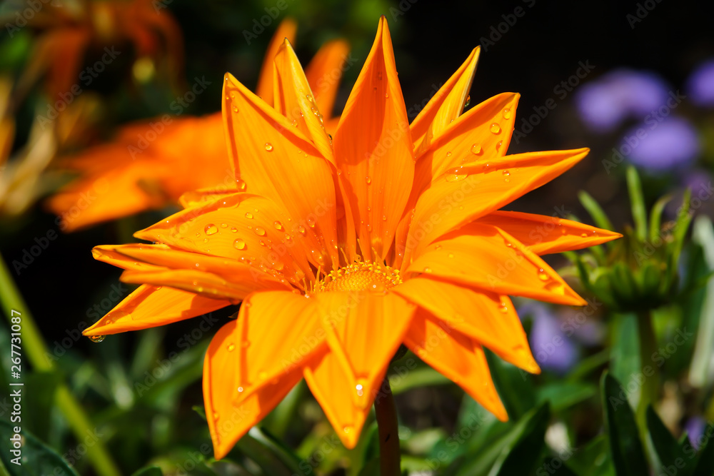 Flower of Gazania rigens with water drops on petals. Close-up. Flower of Gazania rigens with water drops on petals. Close-up.