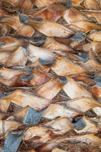 The bark of a palm tree, close-up. Background.